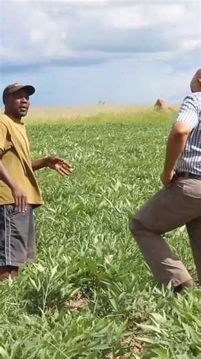 92K views · 1.5K reactions | Reasons for applying mulch include conservation of soil moisture, improving fertility and health of the soil, reducing weed growth, and enhancing the visual appeal of the area. | Mudhumeni Mukuru | Facebook