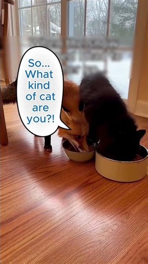 A cute fox became best friends with my cat... wait for the ending 🥺🦊