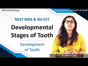 Dental Histology - Development and growth of teeth - Developmental Stages of Tooth