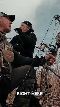 Bear Bow Hunting Compilation