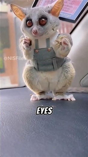Bush Baby's Cutest Behavior Will Melt Your Heart! 🥹🐒 #bushbaby #animalfacts #shorts