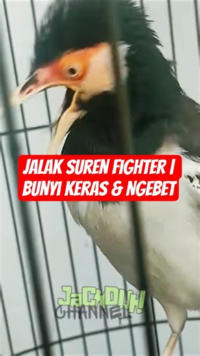 Jalak Suren Fighter | Bunyi Keras & Ngebet 🔥 #burung #birds #kicaumania #jalaksuren