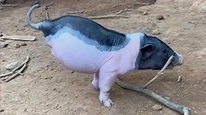 Adorable piglet born with two legs learns to walk front limbs