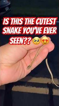 Is this the CUTEST SNAKE you’ve ever seen?? 🥺 a newborn garter snake #cuteanimals #nature #snakes