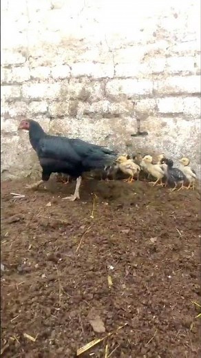 #Hensound #mother hen with their chicks #baby chicken voice #baby hen sound