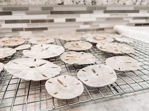 How to Clean and Preserve Sand Dollars • hey, it's jenna
