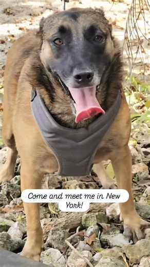 MELINA is in New York to Foster or share your forever home with her!...
