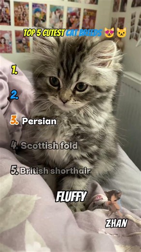 Top 5 Cutest Cat Breeds in the World 😻🐱 (Wait for #1) I Cat Clips I #shorts #cats