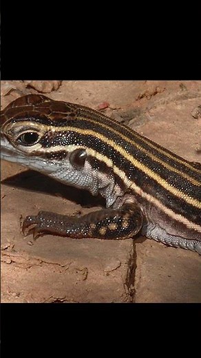 Nature’s Weirdest Reproduction: The Lizard That Clones Itself