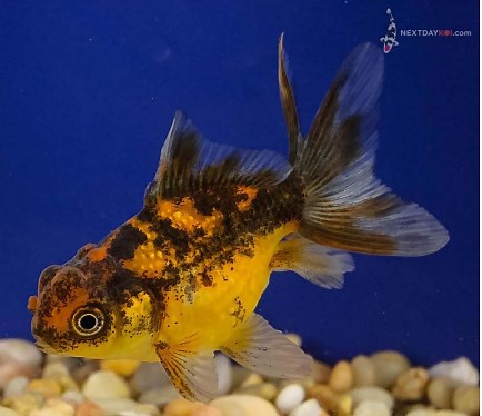 Pearlscale Fancy Goldfish as found on Next Day Koi