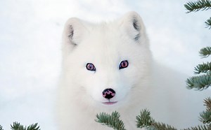 Rekomendacje filmowe na weekend: „Kina i Yuk”, „Wicked”, „Trzy kilometry do końca świata”