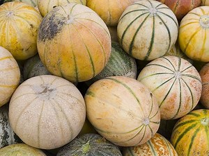 Guide des variétés de melon