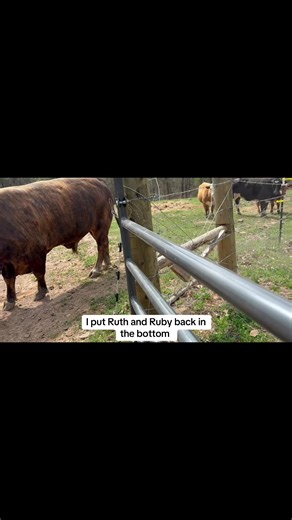 Ruby and Ruth Return to the Barn