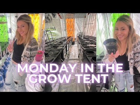 LIVE: MONDAY IN THE GROW TENT✨