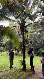 🦥Join us for a day in the life of a nursery intern at Kids Saving the Rainforest! 🌱In this video, you’ll get a glimpse of how we work every day to care for animals that need our support. 🧡If you’re passionate about conservation and want to be part of a team making a difference, we invite you to join us as an intern! 🦜Be part of our mission and help us save the rainforest! If you’re eager to learn and contribute to protecting the environment, don’t hesitate to reach out to us 👉🏼 https://www