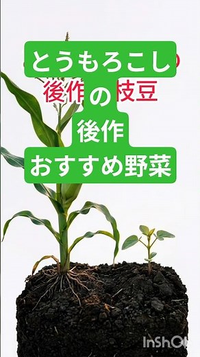 とうもろこしの後作は枝豆（エダマメ）がおすすめです。これらの野菜は、とうもろこしが土の栄養を使い果たした後の土壌でもよく育ち、秋の収穫や冬野菜への移行にとても適してい #家庭菜園 #農業 #現代農業