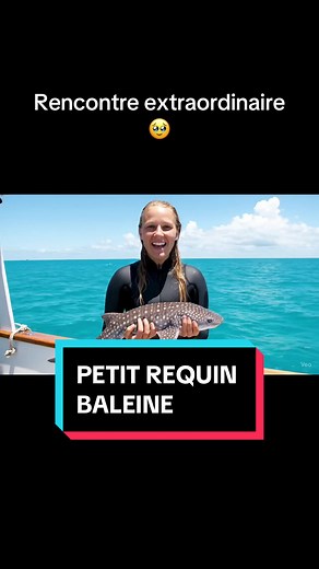 Rencontre avec le petit requin baleine en danger