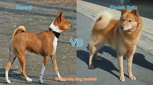 Basenji vs. Finnish Spitz: A Comparison of Unique Dog Breeds