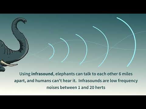 Elephant Rumble | Sound of the Week