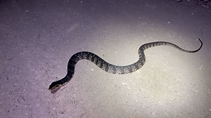 11K views · 613 reactions | Check out what we found in the Everglades...