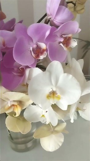 Even After Pruning, My Orchids Keep Blooming! 🌸
