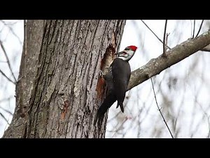 The Pileated Woodpecker