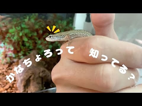 「かなちょろ」って何？カナヘビとどう違う？？