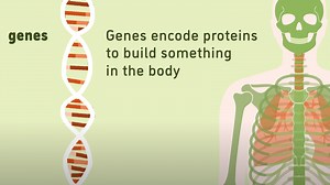 Minute to Understanding: What are genes?
