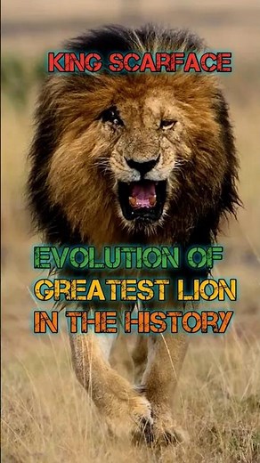 The evolution of the greatest lion in the history🔥😱 | #scarface #viral #shorts #youtube