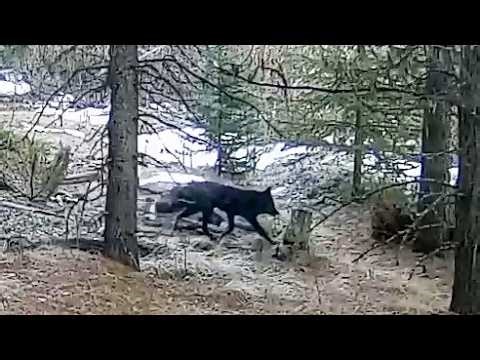 A rare black fox