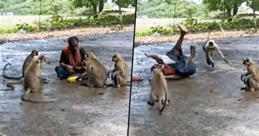 Monkey attack man after he refused to give chips; hilarious video goes viral