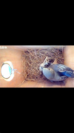 They moved into the new house this year, with skylight and windows. Don’t make fun of my duct tape window weatherproofing 😁🥰#nature #bluebird #birds #birdhouse #nest