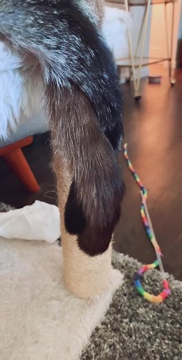 What If Humans Had Tails? Exploring the Possibilities