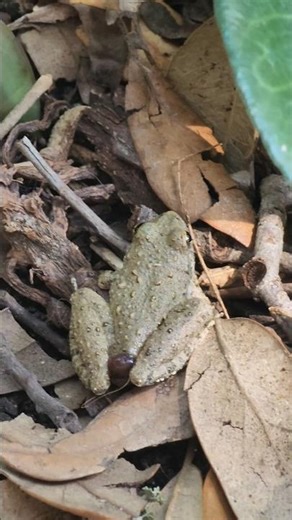 #tiny #little #toad - a TLT