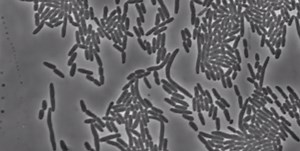 New Ideas About How Bacteria Control Cell Division | Microbiology