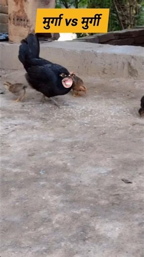मुर्गा vs मुर्गी #thetharpuns #funny #comedy #shilpisaroja