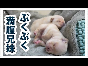 The back-and-forth parenting style of "I want you" [French bulldog puppy]