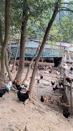 The truth behind running a large chicken farm revealed#chicken #easyfarming
