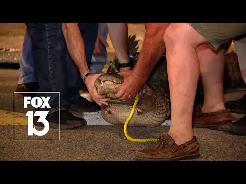 Full video: Florida gator loaded into trapper’s van by police