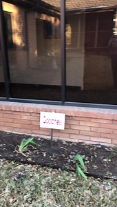 Happy to announce that all of the Fruits of the Spirit garden beds in our courtyard have been adopted ♥️. Can’t wait to see all the beauty that will soon be coming…some already there 💐. God is so good. | Edge Park United Methodist Church