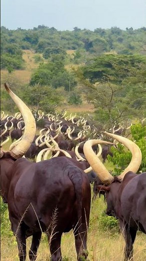 Incredible footage of ankole cattle herd