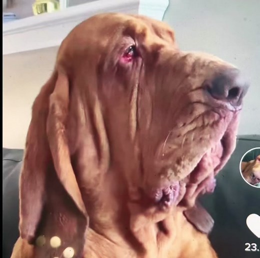 Bloodhound Howling Music Production Experiment