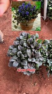 Ajuga – A bold groundcover with vibrant leaves and blue blooms. Perfect for shady spots and borders!#Ajuga #Groundcover #PerennialPlant #ShadeLovingPlant #GardenBeauty #Bugleweed #LowMaintenanceGarden #DogarOnlineNursery | Dogar Online Nursary and Kitchen Gardening Shop
