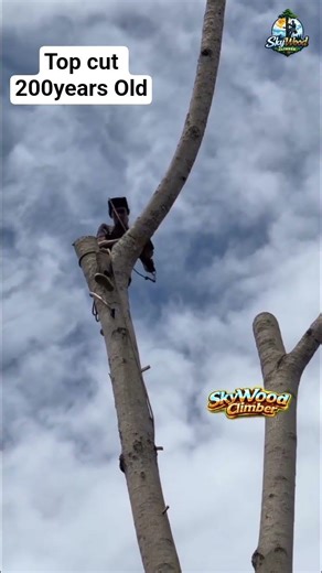 200-Year-Old Tree Top Cut | SkyWoodClimber
