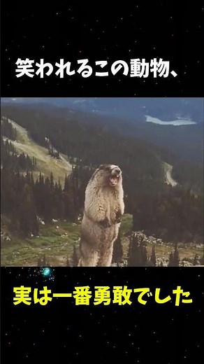 世界中が笑った鳴き声の本当の意味 #マーモット #動物 #動物動画