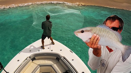 Live bait game changer: Marlin to mangroves