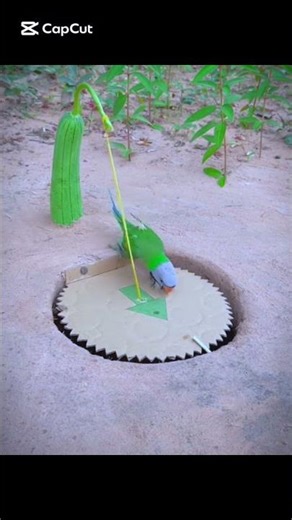 Birds trapping #experiment #wildliferescue #animaltrap #birds #birdsong #birdtrap #attractbirds