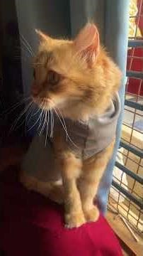 This is why your cat copies ♥️🤗#cat #trending #viral #youtubeshorts