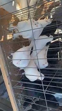 Tipplers for sale at Central Jersey Variety Pigeon Club Sell & Swap