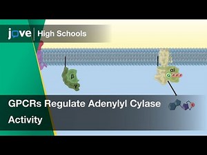 GPCRs Regulate Adenylyl Cylase Activity | Cell Bio | Video Textbooks - Preview